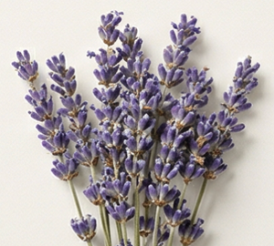 Lavender Oil